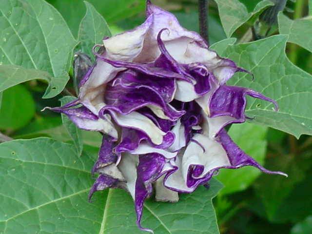 Datura metel purple